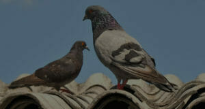Pigeon Control Products Online