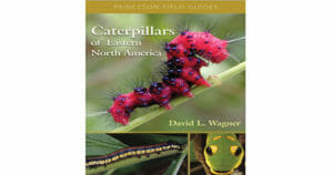 Caterpillar Information