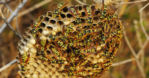 Wasp Control Products